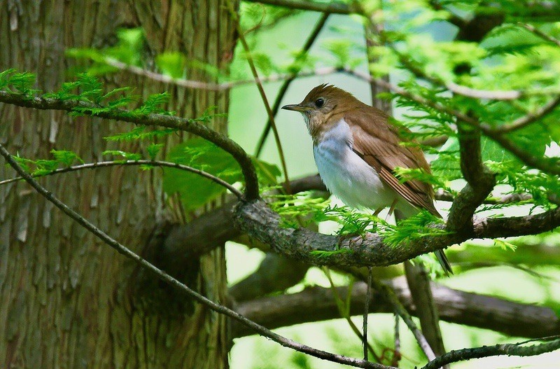 Veery by Wildreturn is licenced under CC BY 2.0.